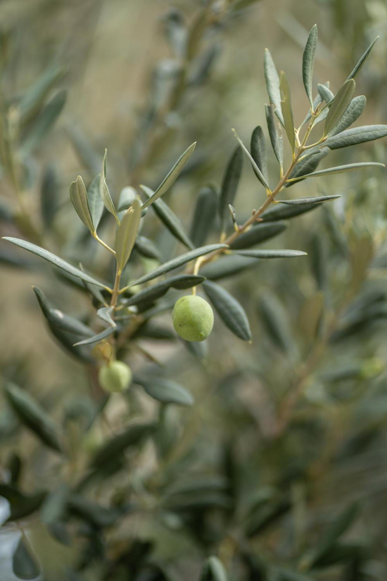זיווגוסצה Apartments Maestral מראה חיצוני תמונה